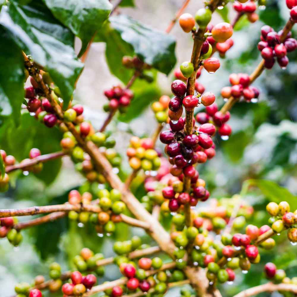 Coffea Arabica Plants