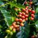 Coffea Arabica Seed Pods