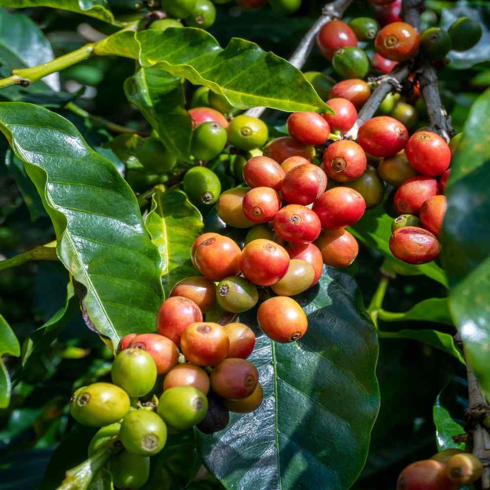 10 Fresh seeds parfumée fleurs Coffea Arabica Développer Votre Propre Café Plant