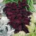 Coleus Black Dragon