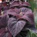 Coleus Dark Chocolate