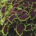 Coleus Chocolate Mint