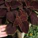 Coleus Chocolate Mint Plant