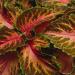 Coleus Wizard Coral Sunrise