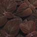 Coleus Dark Chocolate Plant