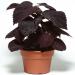 Coleus Dark Chocolate Foliage