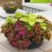 Coleus Fairway Mix