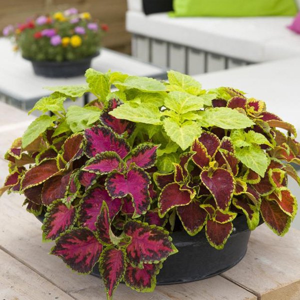 Coleus Fairway Seed - Flower Seeds Coleus House