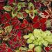 Coleus Plant Mix