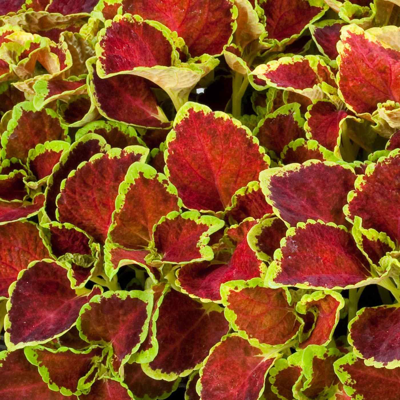 Coleus Fairway Ruby Foliage Plant