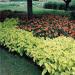 Coleus Wizard Golden