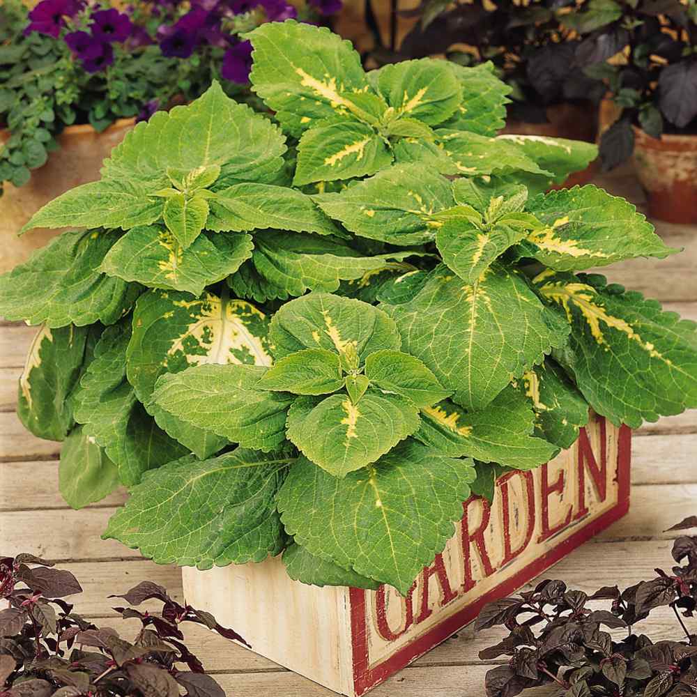 Coleus Kong Green Seeds - Coleus For Shade
