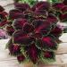 Coleus Kong Red Foliage