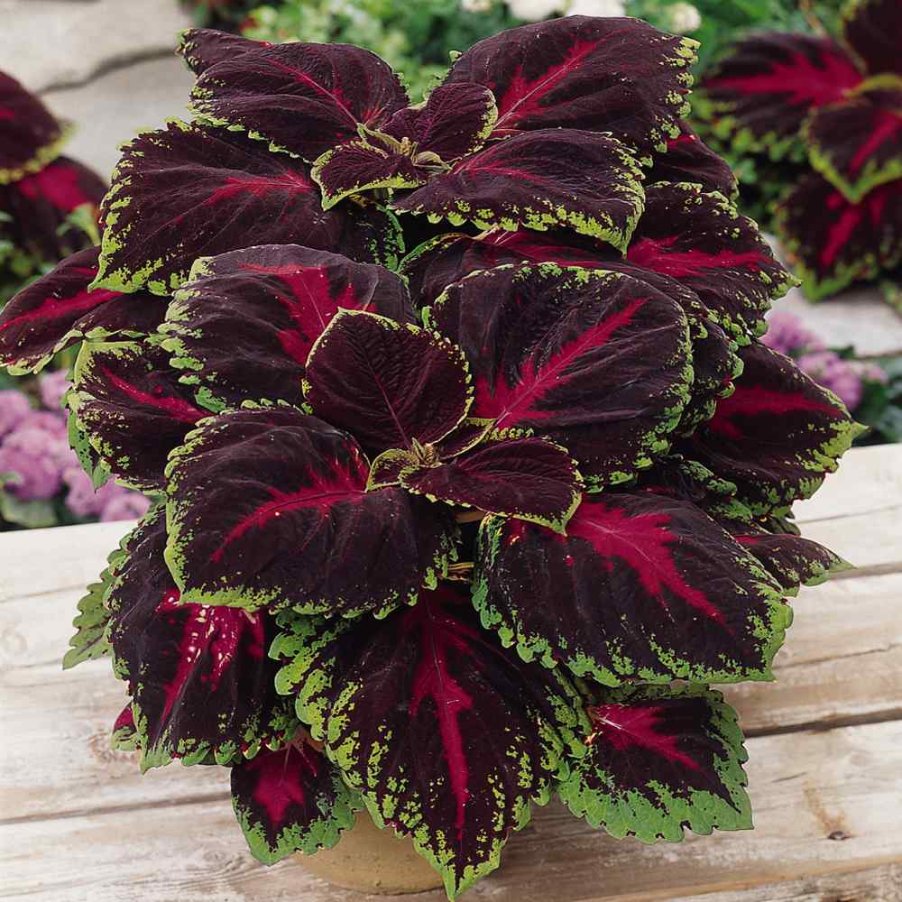 Red Coleus Foliage Plant Seed - Coleus Red Kong Flower Seed