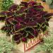 Coleus Kong Red Container Plants
