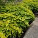 lime coleus plant