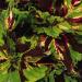 Coleus Kong Mosaic