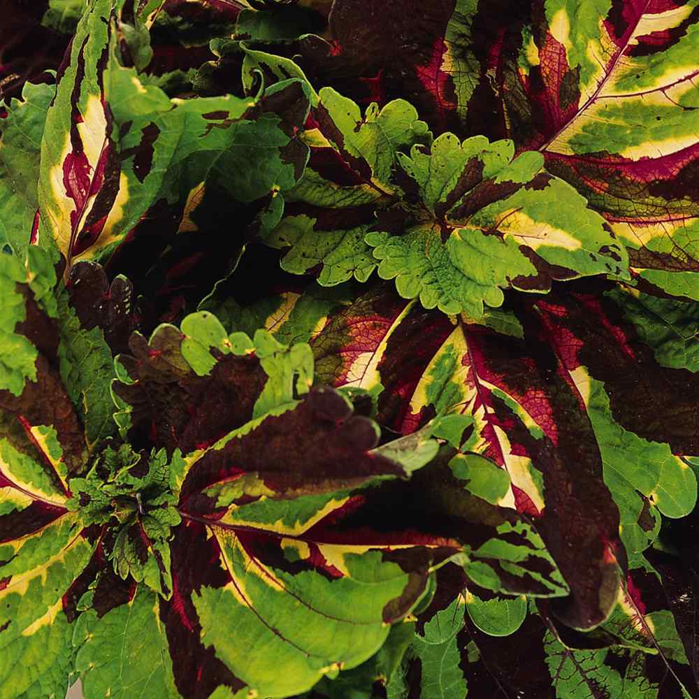 Outsidepride Kong Mosaic Coleus Seed
