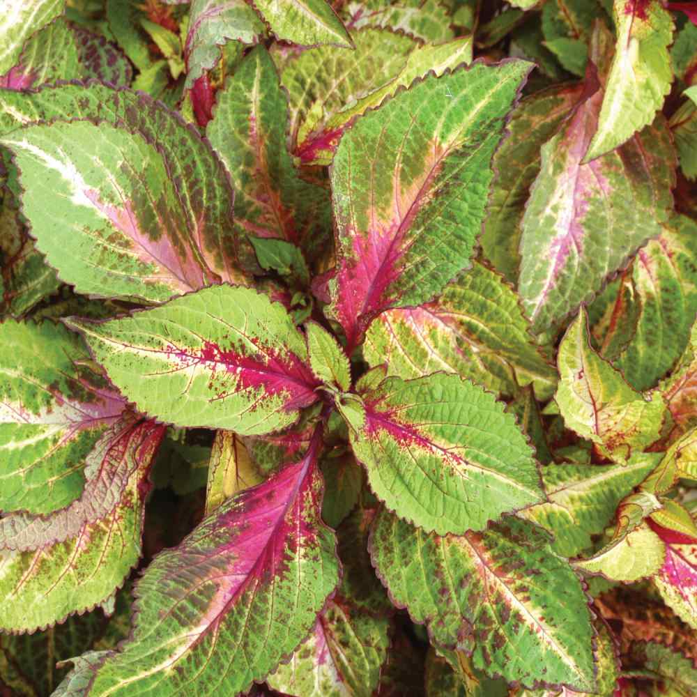 Coleus Seeds Coleus Versa Rose to Lime Flower Seeds