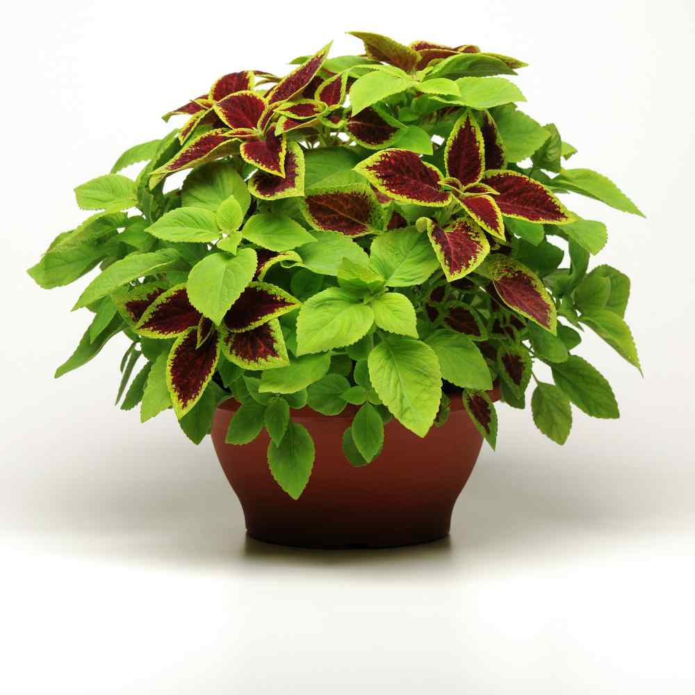Fuseables Coleus Under The Sun Pelleted Flower Seeds Fuseables Coleus Under The Sun Pelleted Flower Seeds
