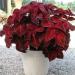 Coleus Velvet Red