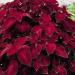 Coleus Velvet Red Plant