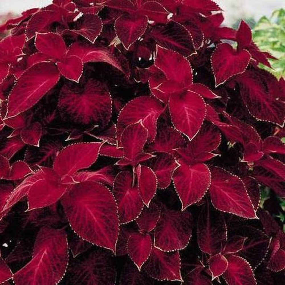 Wizard Red Velvet Coleus Seeds - Shade Garden Plants