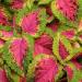 Coleus Versa Watermelon