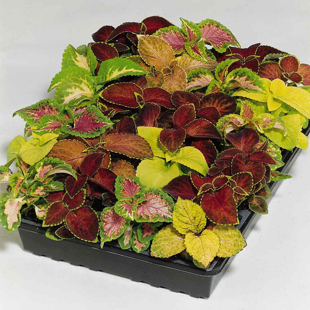 Coleus Seeds - Wizard Seed Mix - Shade Plants