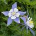 blue columbine seeds