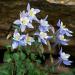 Perennial Aquilegia Alpina Blue Dream