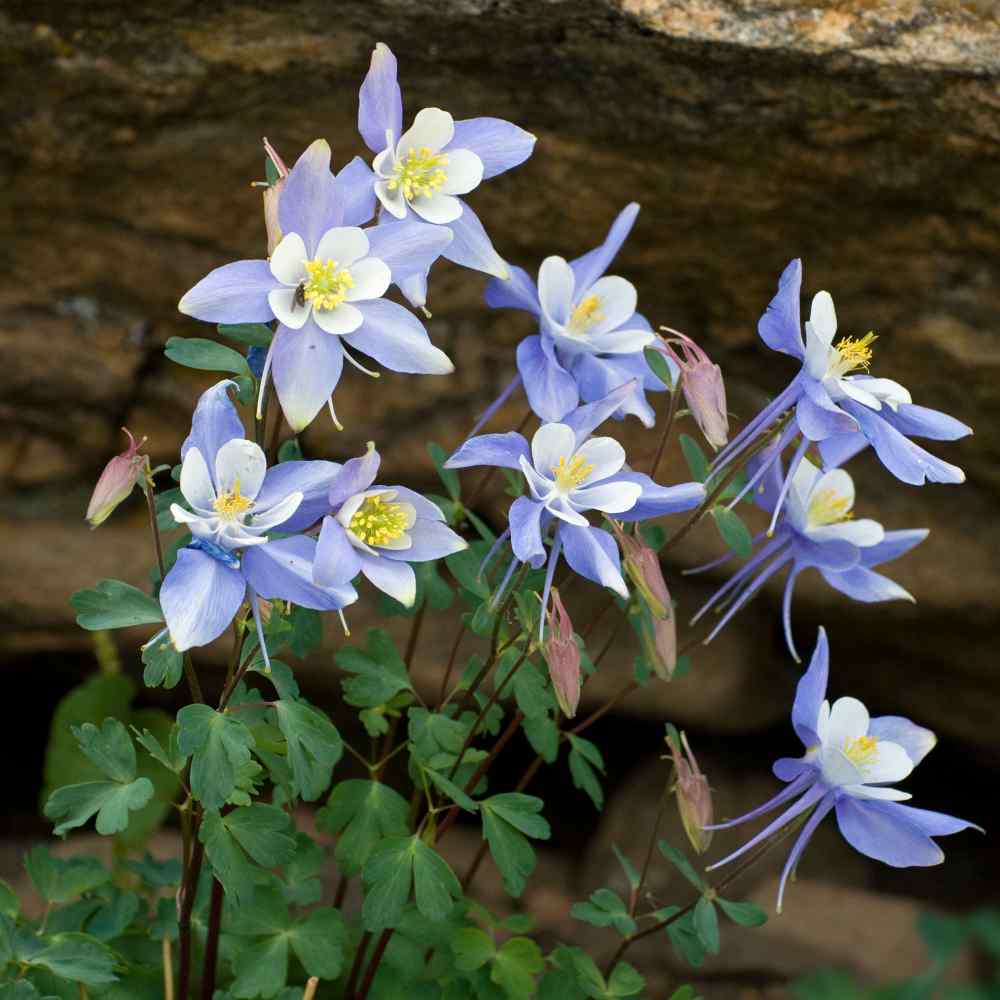 Columbine Seeds Aquilegia Caerulea Flower Seed