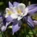 Columbine Caerulea Blue Star Flowers