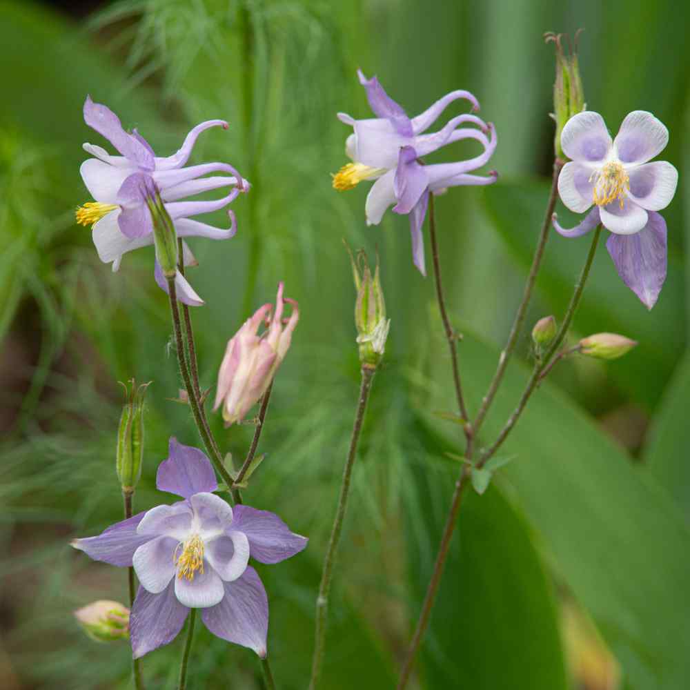Columbine Seeds Aquilegia Caerulea Flower Seed