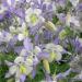 blue star columbine flowers