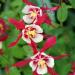Perennial Columbine Crimson Star Flowers