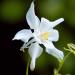 crystal star columbine flowers