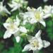 Perennial Aquilegia Caerulea Crystal Star Flowers