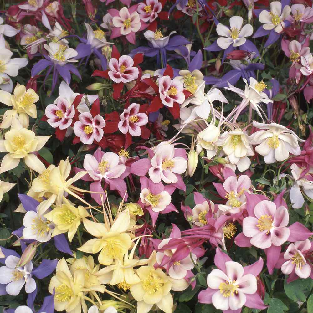 Columbine Seed Aquilegia Caerulea Flower Seed Mix