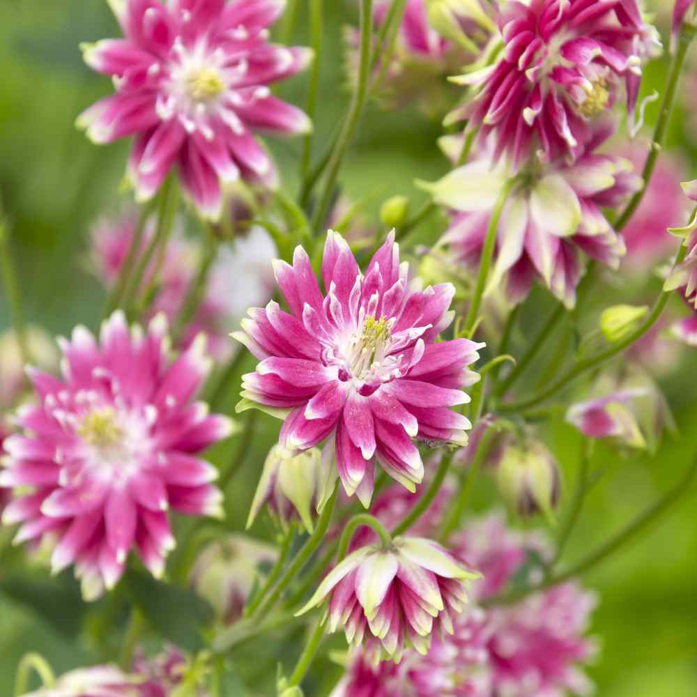 Aquilegia Vulgaris Nora Barlow