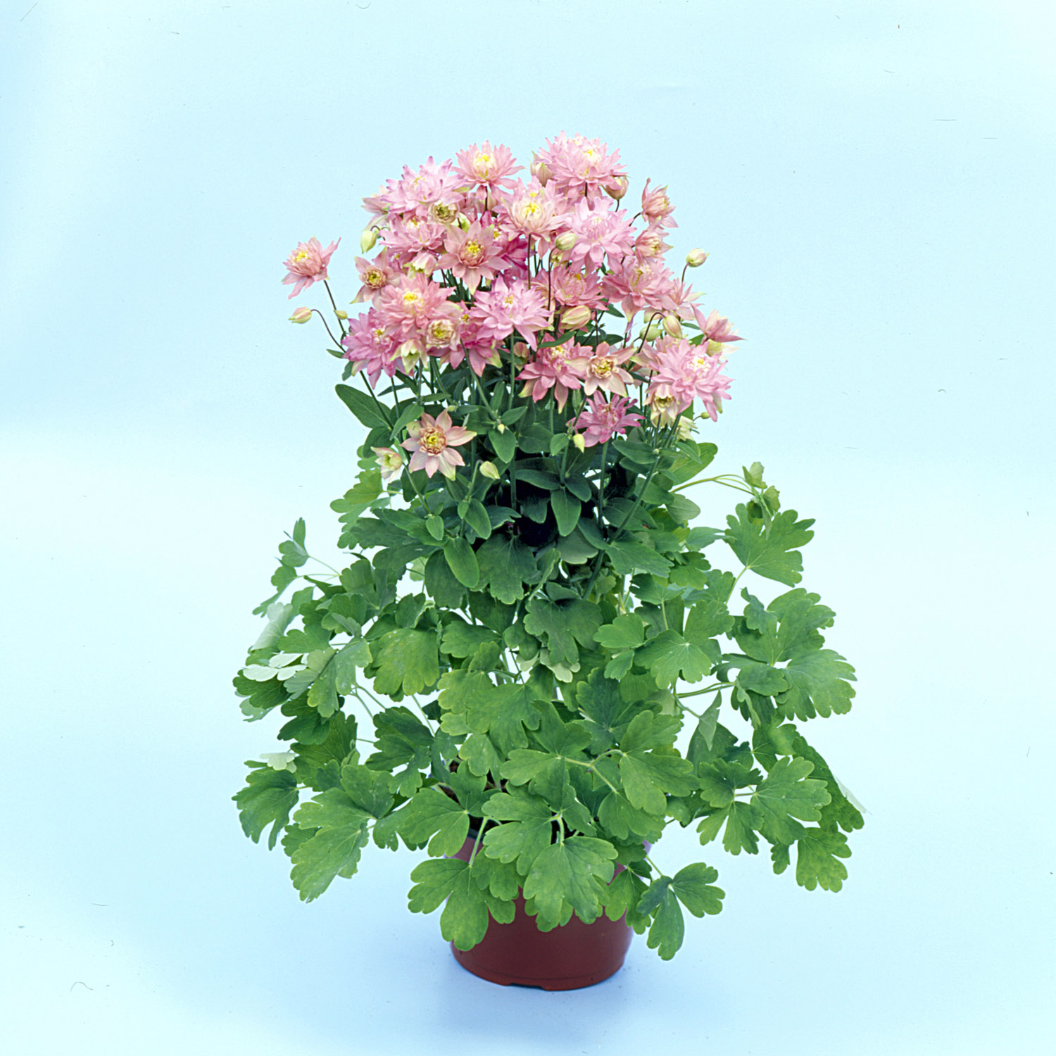 Aquilegia Columbine Salmon Rose Garden Flower Plant Seeds