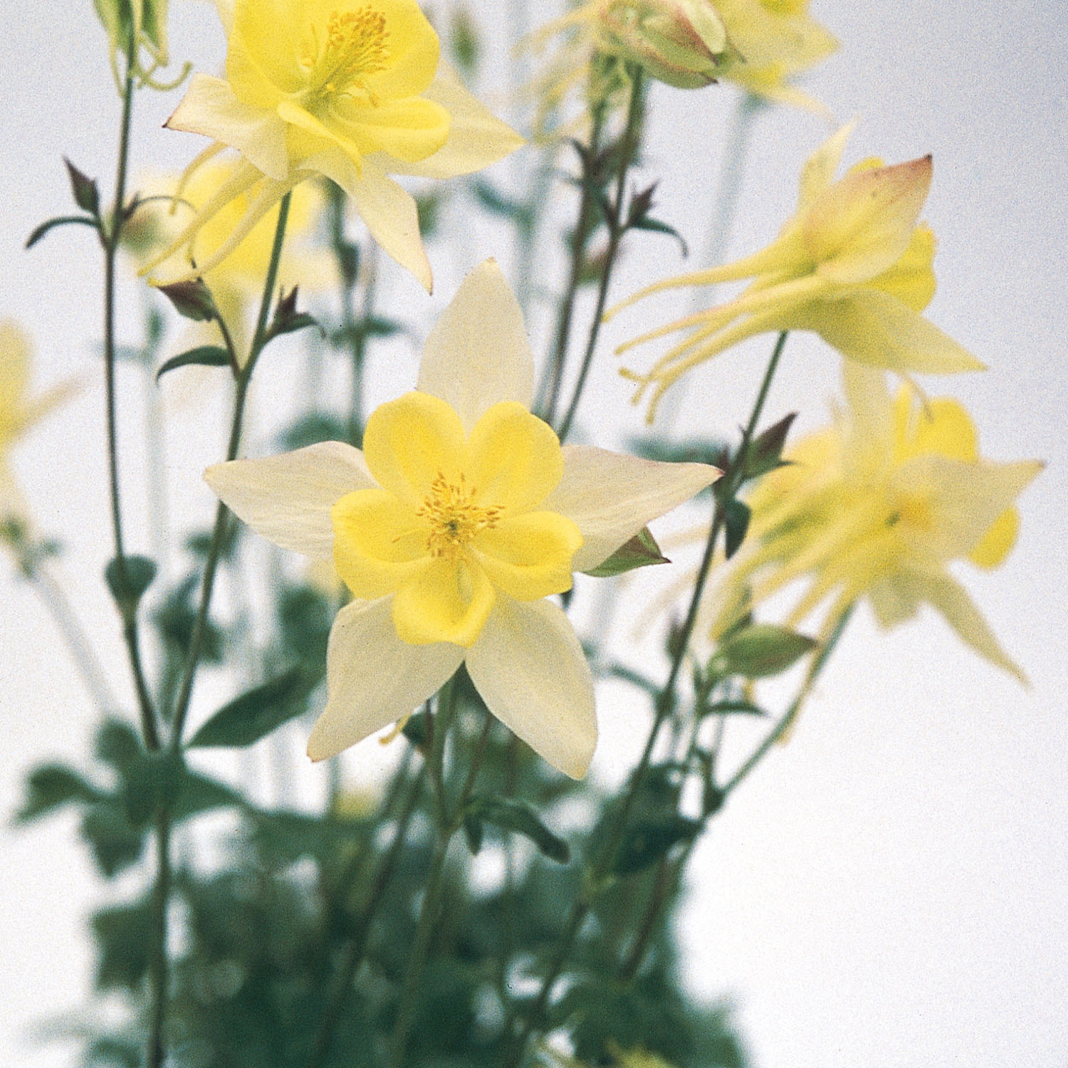 Aquilegia Columbine Swan Yellow Garden Flowers