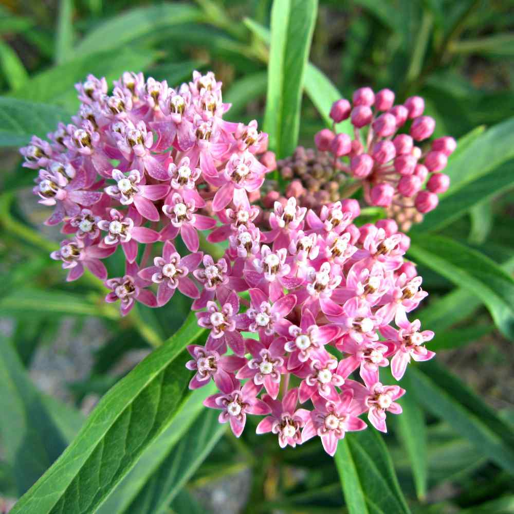 Common Milkweed Seed Planting