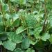 Common Plantain Plantago Major