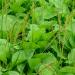 Common Plantain Plant