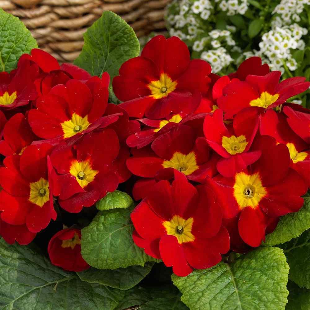 Primrose Seeds Scarlet Primula Acaulis Flower Seed