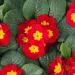 Common Primrose Scarlet Flowers