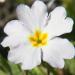 Perennial Primrose White Flowers
