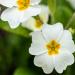 Primrose White Garden Flowers