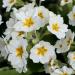 Perennial Common White Primrose Flowers